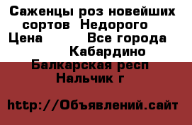 Саженцы роз новейших сортов. Недорого. › Цена ­ 350 - Все города  »    . Кабардино-Балкарская респ.,Нальчик г.